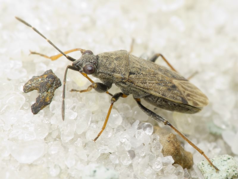 Peritrechus gracilicornis Puton, 1877